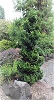 Фокельс Апрайт (Chamaecyparis obtusa Vokel's Upright) 3966