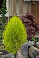 Френки Бой (Thuja orientalis Franky Boy) 3973