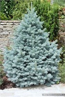 Фэт Алберт (Picea pungens Fat Albert) 3978