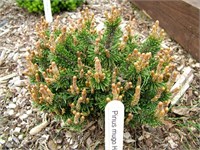 Хампи (Pinus mugo Humpy) 3999