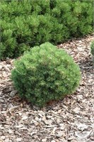 Хейдперле (Pinus mugo Heideperle) 4005