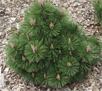 Хельга (Pinus nigra Helga) 4007