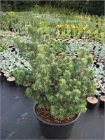 Хиберниа (Pinus sylvestris Hibernia) 4009
