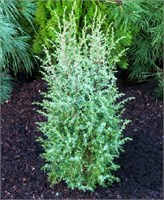 Хиберника (Juniperus communis Hibernica) 4010