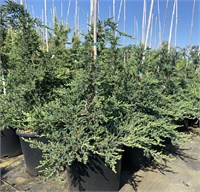 Хиберника Прострата (Juniperus communis Hibernica Prostrata) 4011