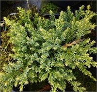 Холгер (Juniperus squamata Holger) 4018