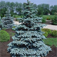 Хупси (Picea pungens Hoopsii) 4034