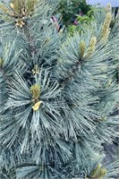 Цессарини Блю (Pinus flexilis Cessarini Blue) 4036
