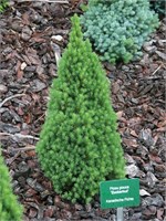 Цукерхарт (Picea glauca Zuckerhut) 4038
