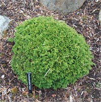 Цукумо (Chamaecyparis pisifera Tsukumo) 4039