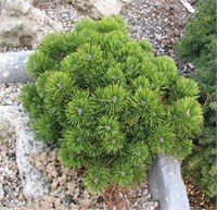 Шервуд Компакт (Pinus mugo Sherwood Compact) 4052