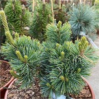 Шицукаготен (Pinus parviflora Shizukagoten) 4055