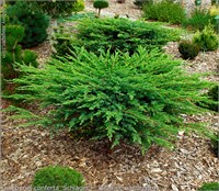 Шлягер (Juniperus conferta Schlager) 4056
