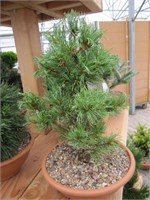 Шоонс Бонсаи (Pinus parviflora Schoon's Bonsai) 4060