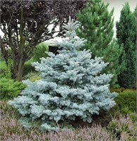 Эдит (Picea pungens Edith) 4067