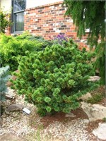 Эдкокс Дварф (Pinus parviflora Adcock's Dwarf) 4068