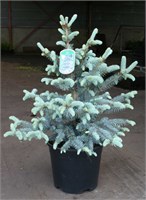 Эрих Фрам (Picea pungens Erich Frahm) 4083