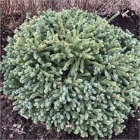 Эхиниформис (Picea glauca Echiniformis) 4087