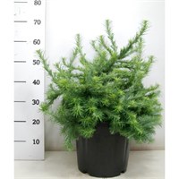 Якобсенс Пирамид (Larix kaempferi Jakobsen's Pyramid) 4096