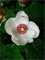 (Magnolia sieboldii) 2795