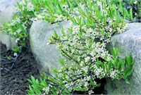(Prunus pumila depressa) 2796