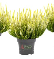 Агнета (Calluna vulgaris Agneta) 2800