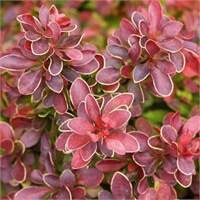 Адмирэйшн (Berberis thunbergii Admiration) 2802