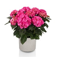 Ай Эм Эйв (Hydrangea macrophylla (I AM) Ave) 2804