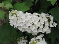 Алиса (Hydrangea quercifolia Alice) 2813