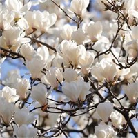 Альба Суперба (Magnolia soulangeana Alba Superba) 2814