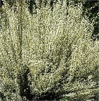 Альбус (Cytisus praecox Albus) 2818
