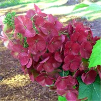 Аметист (Hydrangea quercifolia Amethyst) 2823