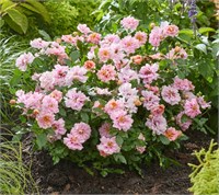 Амироуз (Rosa Amirose) 2826