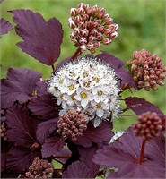 Андре (Physocarpus opulifolius Andre) 2833