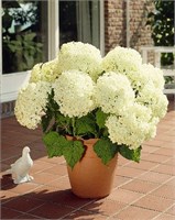 Аннабелле (Hydrangea arborescens Annabelle) 2836