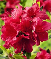 Арабеска (Azalea japonica Arabesk) 2840