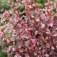 Арлекин (Berberis thunbergii Harlequin) 2842