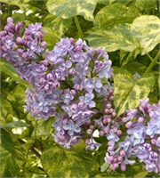 Аукубафолия (Syringa vulgaris Aucubaefolia) 2849