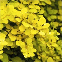Аурея (Berberis thunbergii Aurea) 2855