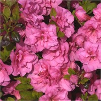 Бабушка (Azalea japonica Babuschka) 2856