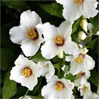 Белле Этоль (Philadelphus Belle Etoile) 2865