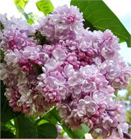 Бель де Ненси (Syringa vulgaris Belle de Nancy) 2866
