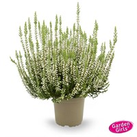 Бетти (Calluna vulgaris Betty) 2876