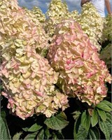 Би Свит (Hydrangea paniculata Bee Sweet) 2878