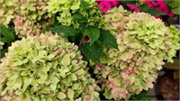 Бии Грин (Hydrangea paniculata Bee Green) 2882