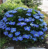 Блаумейзе (Hydrangea macrophylla Blaumeise) 2887