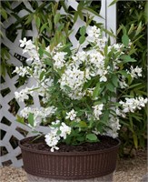 Блашинг Перл (Exochorda racemosa Blushing Pearl) 2888