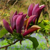 Блэк Бьюти (Magnolia x brooklynensis  Black Beauty) 2890
