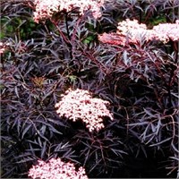 Блэк Лэйс (Sambucus nigra Black Lace) 2891