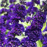 Блэк Найт (Buddleja davidii Black Knight) 2893